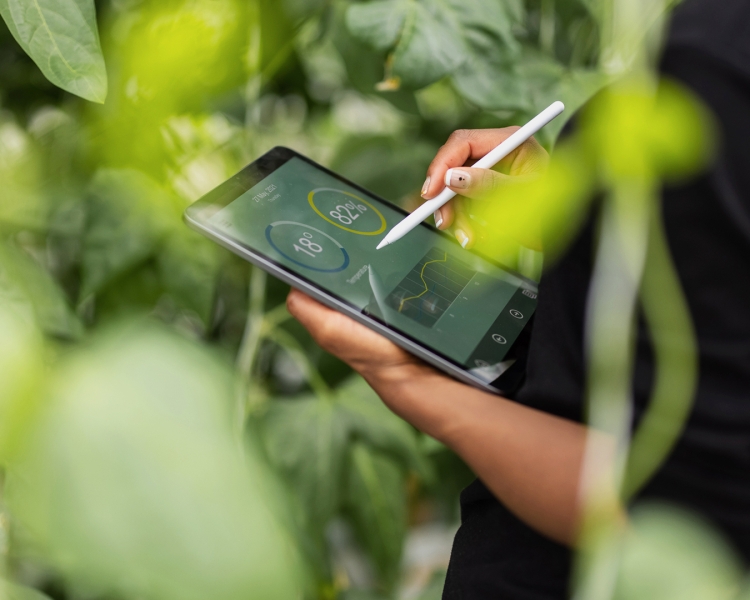Ein Techniker überprüft Temperatur und Luftfeuchtigkeit im Gewächshaus am Tablet
