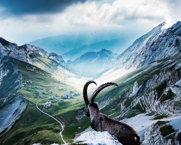 Steinbock blickt in die Bergwelt