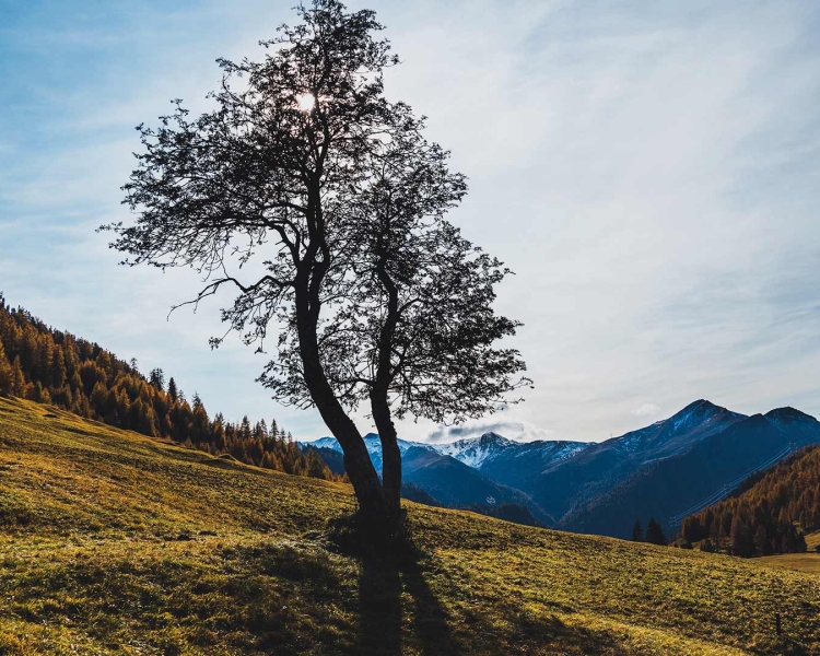 Ethisch nachhaltig anlegen mit Natur im Mittelpunkt