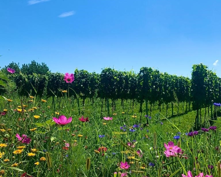 Eine Wiese mit Blumen und Weinreben im Hintergrund