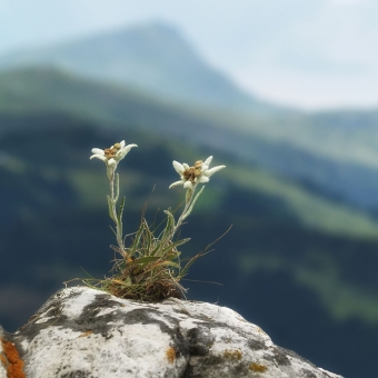 Edelweiss auf einem Felsen, Berge unscharf im Hintergrund