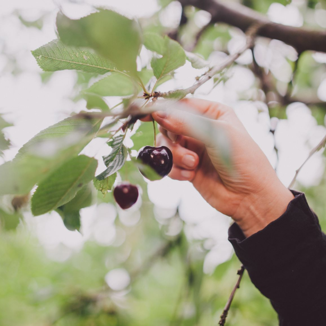 A person picks a cherry from a cherry tree