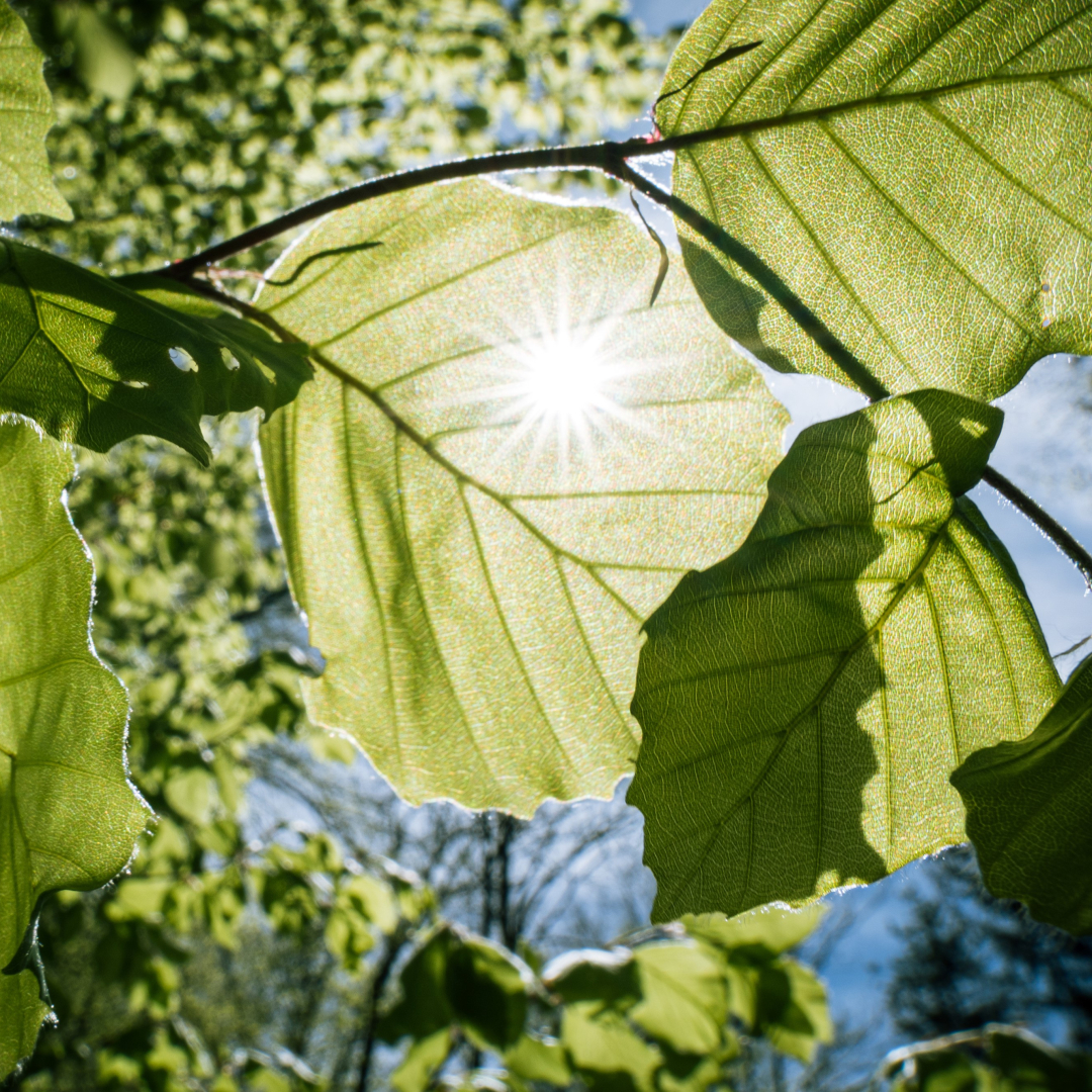 Sun shines on leaves of a tree