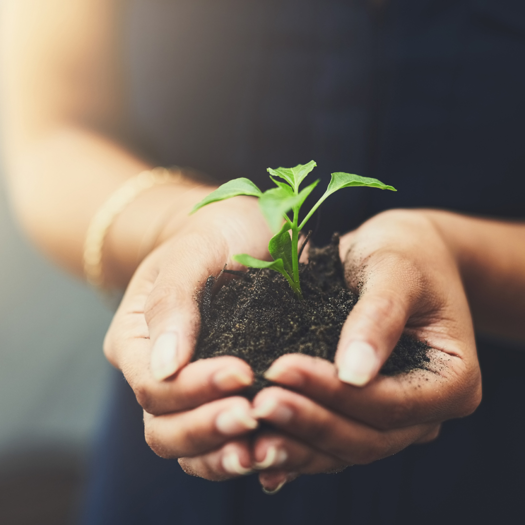 Woman holds soil with a small plant in both hands